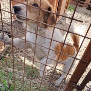 CRUSOE - reserviert THL DogR (01/21) - vermittelt