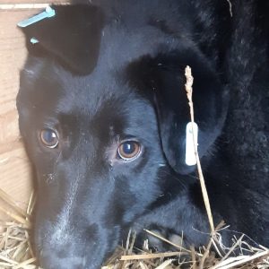 MIRA - vermisst 02/2021