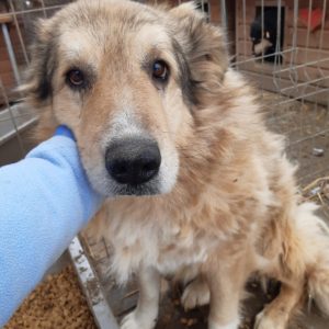 NIKLAS - reserviert TH Limburg - vermittelt