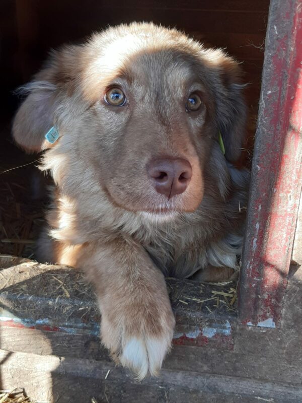 KIMBA - hat Interessenten Alina - vermittelt – Bild 3