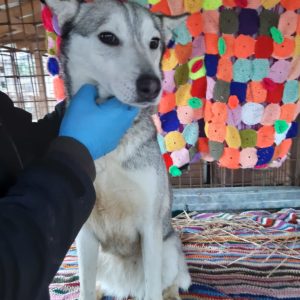 GLACY - reist auf PS in PLZ 2- SE - vermittelt