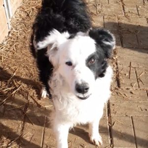 MILLOW - reserviert TH Koblenz - vermittelt