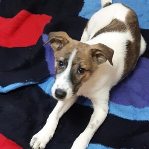 LUMUMBA - reserviert Lorraine - vermittelt