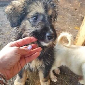 PAQUITA - reserviert Lorraine - vermittelt