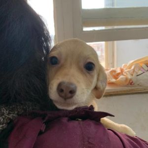 HERR LICH - reserviert Tierhilfe Lebenswert DR - vermittelt