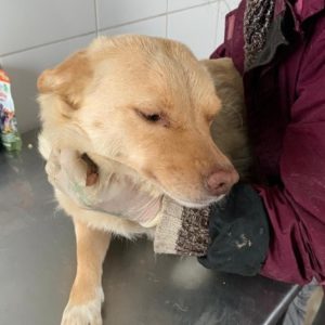 SAMBI - reserviert Tierhilfe Lebenswert DR - vermittelt