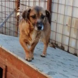 SHENAYA - reserviert Tierhilfe Lebenswert - vermittelt