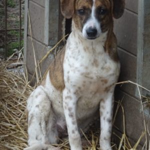 MARY - reserviert Tierschutzteam Rösrath - vermittelt