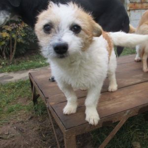 ANDREI - reserviert Alexandra - vermittelt