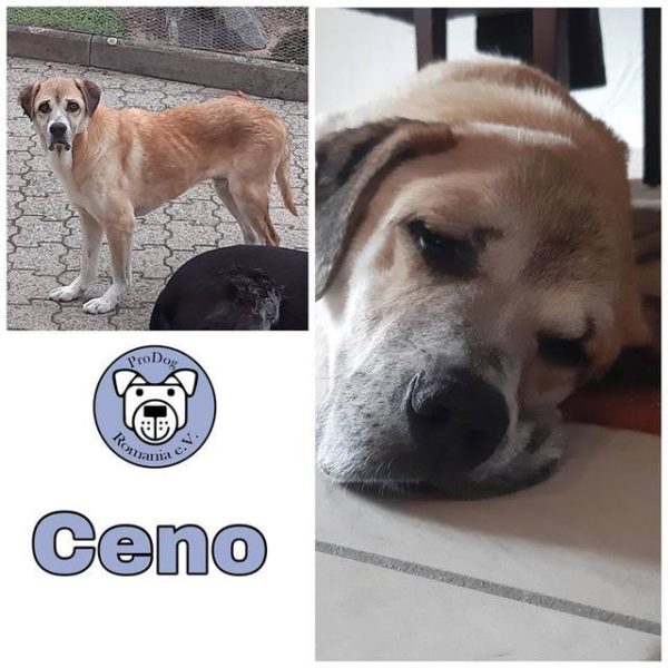 CENO - Gnadenplatzhund seit dem 26.10.2018 *RBB 12.08.2022