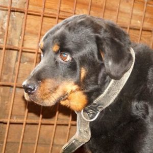 DONCAMILLO - RBB 28.04.2021