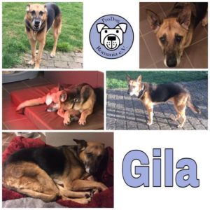 GILA - RBB 27.08.2021