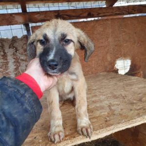 AMINA - reserviert für PS in PLZ 4 - AW - vermittelt