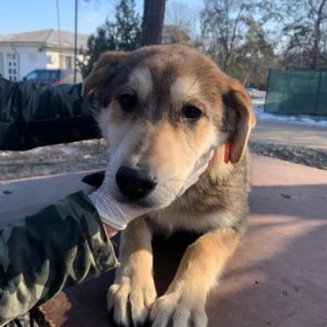 LUISA - reserviert Tierhilfe Lebenswert DR - vermittelt