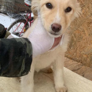 SISSY - reserviert ES Tierhilfe Lebenswert DR - vermittelt