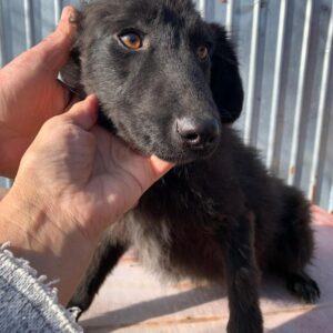 SINJA - reserviert Tierhilfe Lebenswert DR - vermittelt