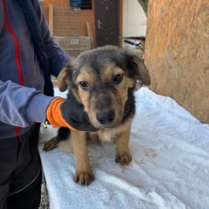 ADYA - reserviert THL DogR (01/21) - vermittelt