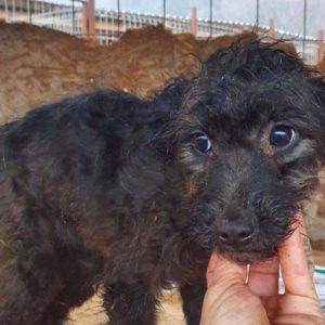 FINIJ - reserviert für ES (MG) - vermittelt