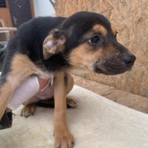 CLARISSA - reserviert Tierhilfe Lebenswert DR - vermittelt