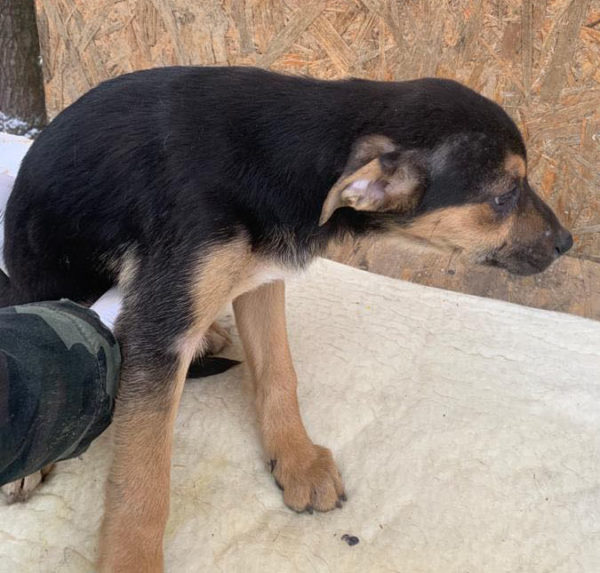 CLARISSA - reserviert Tierhilfe Lebenswert DR - vermittelt – Bild 3