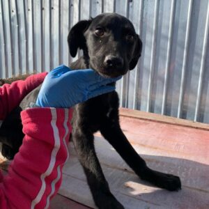 YUNA - reserviert Tierhilfe Lebenswert DR - vermittelt