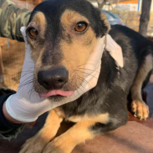 KAYA - reserviert IH DR - vermittelt