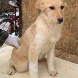 IVORY - reserviert ES Tierhilfe Lebenswert DR - vermittelt