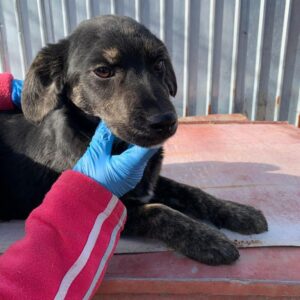 NIAH - reserviert Tierhilfe Lebenswert - vermittelt