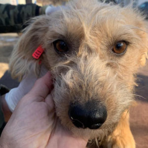 PIZZI - reserviert Tierhilfe Lebenswert DR - vermittelt