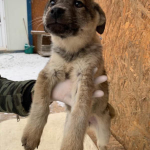LALE - reserviert ES Tierhilfe Lebenswert DR - vermittelt