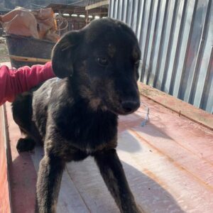 SADIE - reserviert Tierhilfe Lebenswert DR - vermittelt