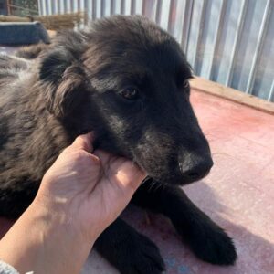 RUBY - reserviert Tierhilfe Lebenswert DR - vermittelt