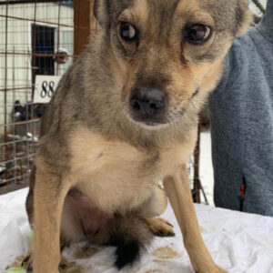 LUNA - reserviert ES Tierhilfe Lebenswert DR - vermittelt