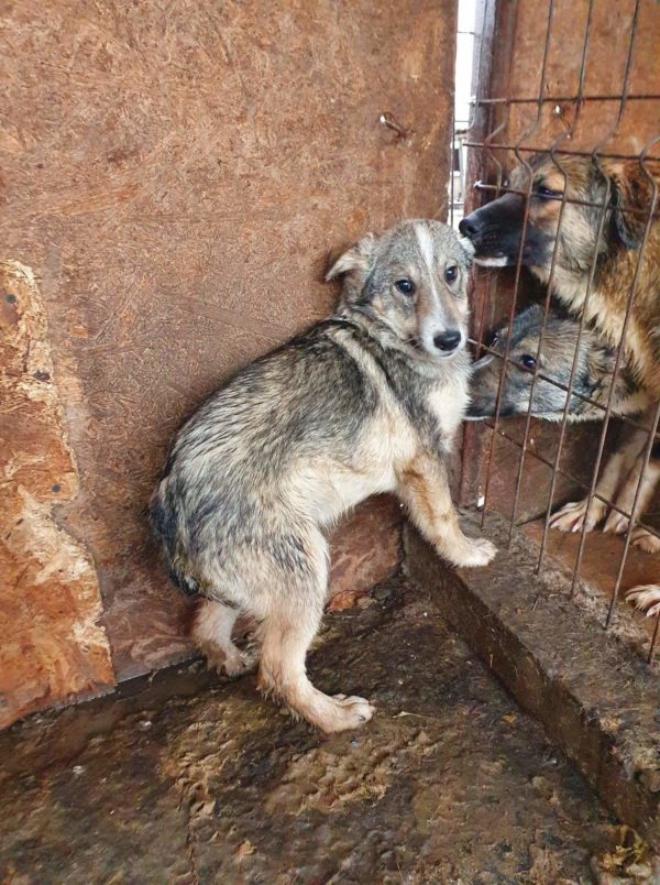 GRETCHEN - reserviert Menschen für Tiere Landau - vermittelt