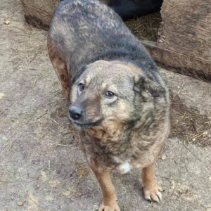 TSCHONA - auf Pflegestelle in PLZ 1 *vermittelt*