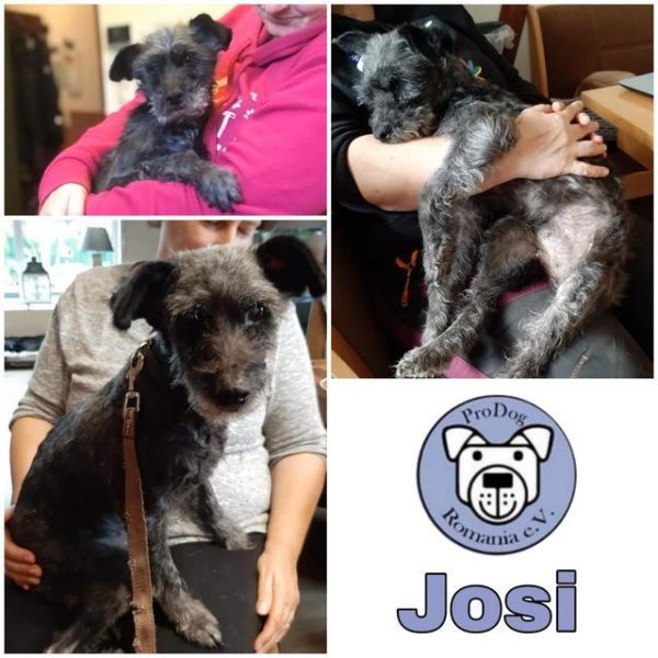 JOSI - Gnadenplatzhund seit dem 09.11.2019 - RBB 08/24