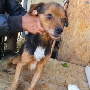 KENNY - vermisst Herbst 2020 (GC)