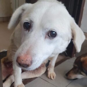 KLEINES LOTTCHEN - Hinterhand gelähmt - RBB 03/2021