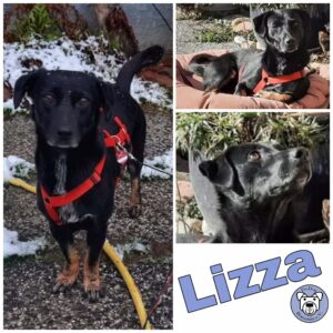 Lizza in 75417 Mühlacker