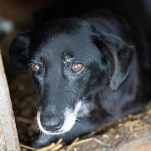 MASURA - Gnadenplatzhund seit dem 17.01.2020