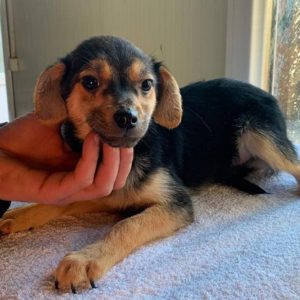 OSKAR - reserviert THL - vermittelt