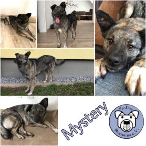 Mystery in 42579 Heiligenhaus