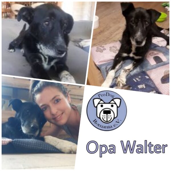 OPA WALTER - Gnadenplatzhund seit dem 28.08.2020 - RBB 10/24