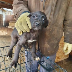 BEN - reserviert Lorraine - vermittelt