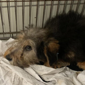 WUSCHEL - reserviert Tierhilfe Lebenswert DR - vermittelt