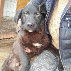 MARTIN - reserviert TH Lingen - vermittelt