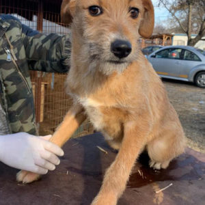 NORBERT - reserviert Tierhilfe Lebenswert - vermittelt