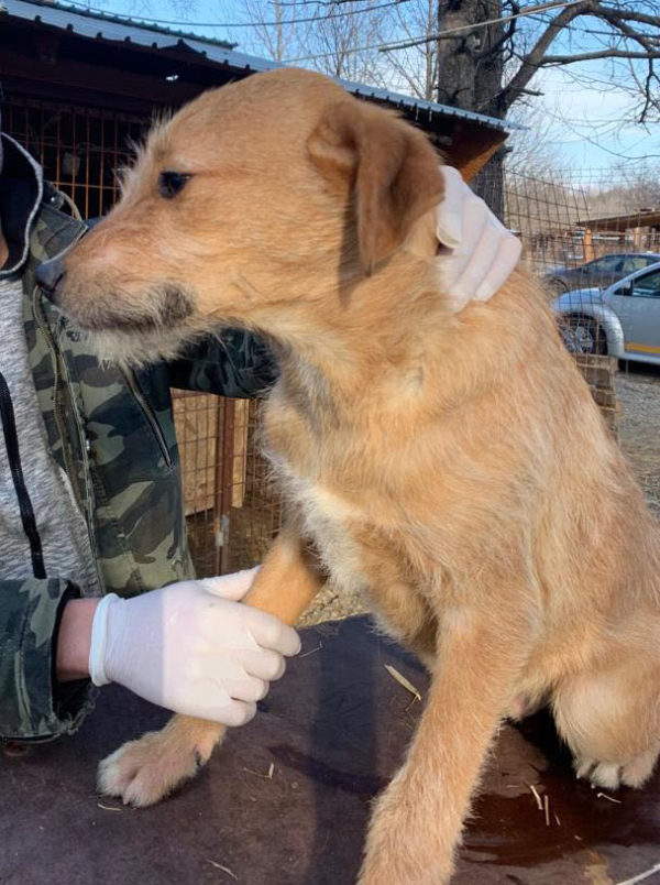 NORBERT - reserviert Tierhilfe Lebenswert - vermittelt – Bild 3