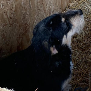 FINNEGAN - reserviert Tierhilfe Lebenswert DR - vermittelt