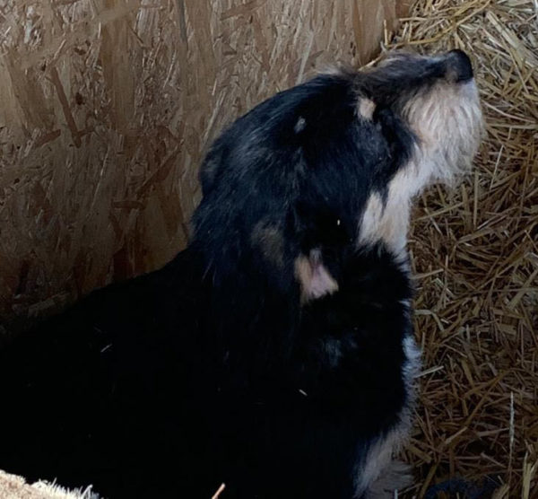 FINNEGAN - reserviert Tierhilfe Lebenswert DR - vermittelt